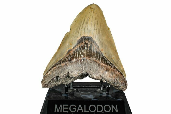 Bargain, Fossil Megalodon Tooth - North Carolina #343385